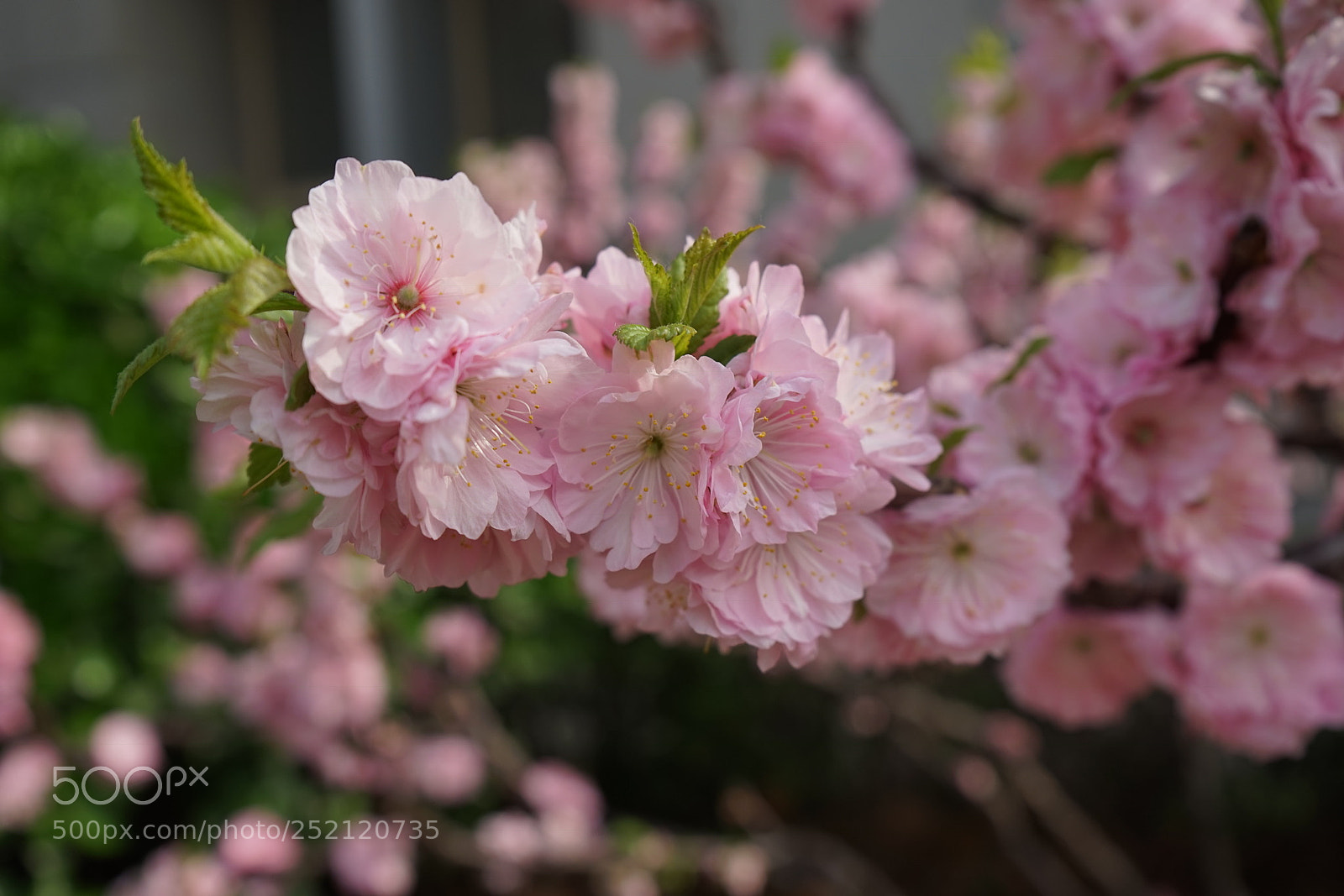 Sony a7 sample photo. Untitled photography