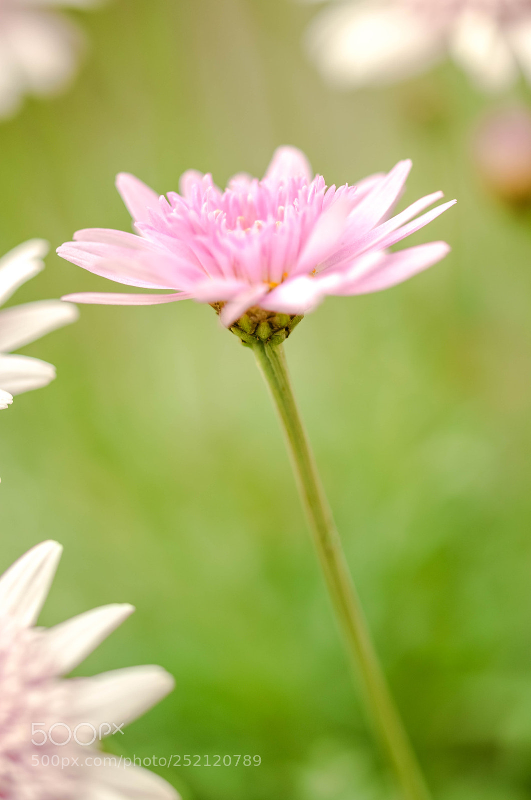 Nikon D3300 sample photo. 007.jpg photography