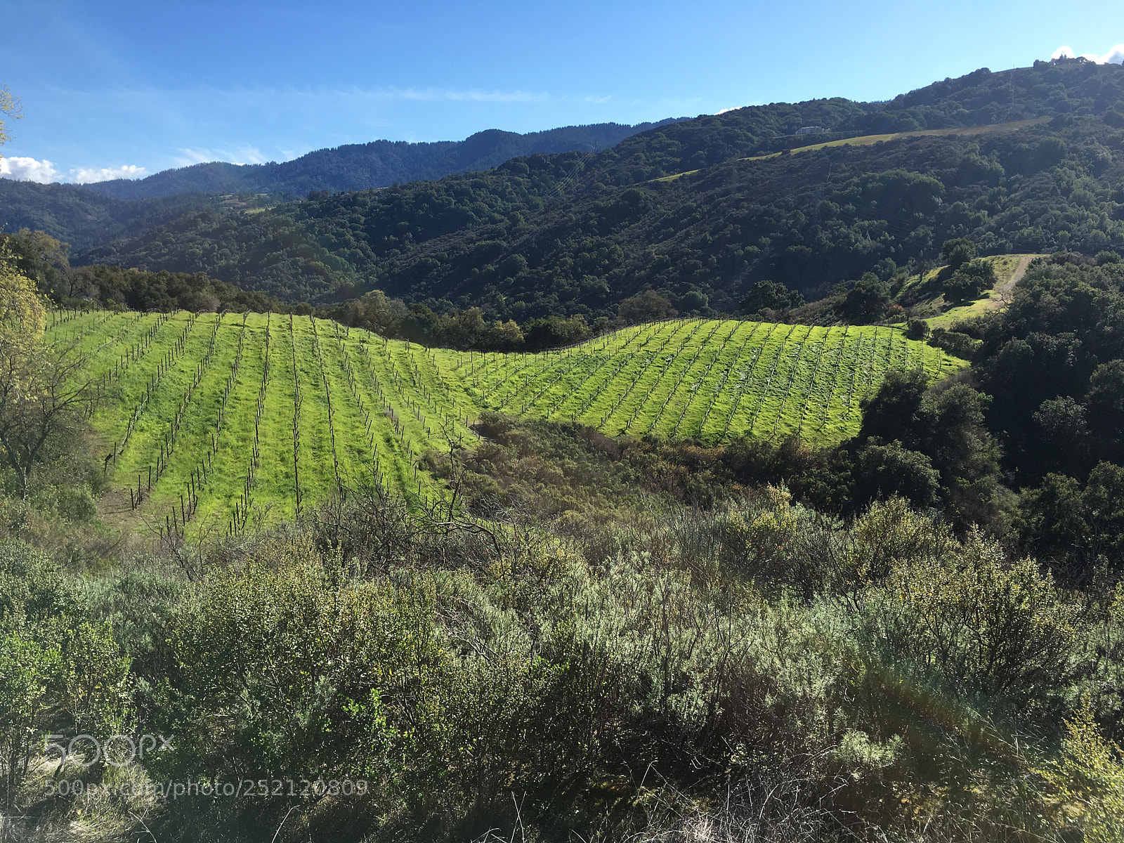 Apple iPhone 6s Plus sample photo. Cooper-garrod estate vineyards ii photography