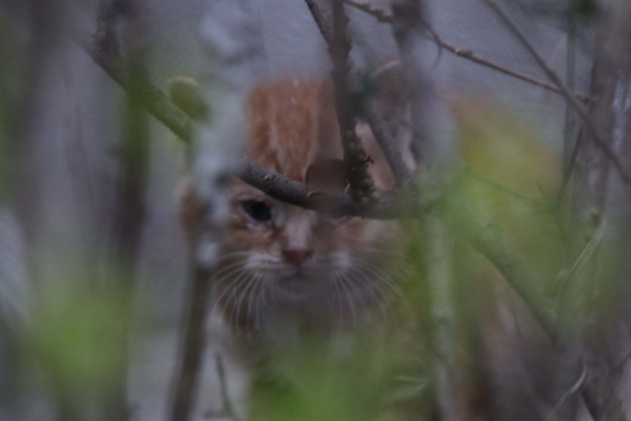 Tamron SP 150-600mm F5-6.3 Di VC USD sample photo. 我想我是虎i think i'm a tiger photography