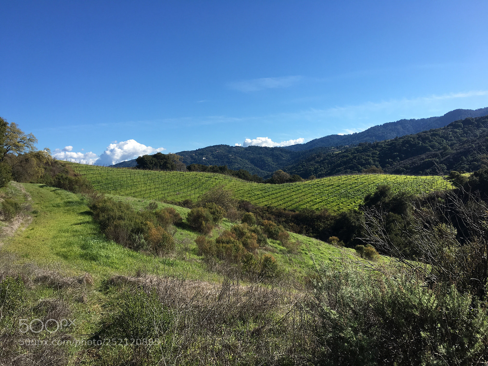 Apple iPhone 6s Plus sample photo. Cooper-garrod estate vineyards i photography
