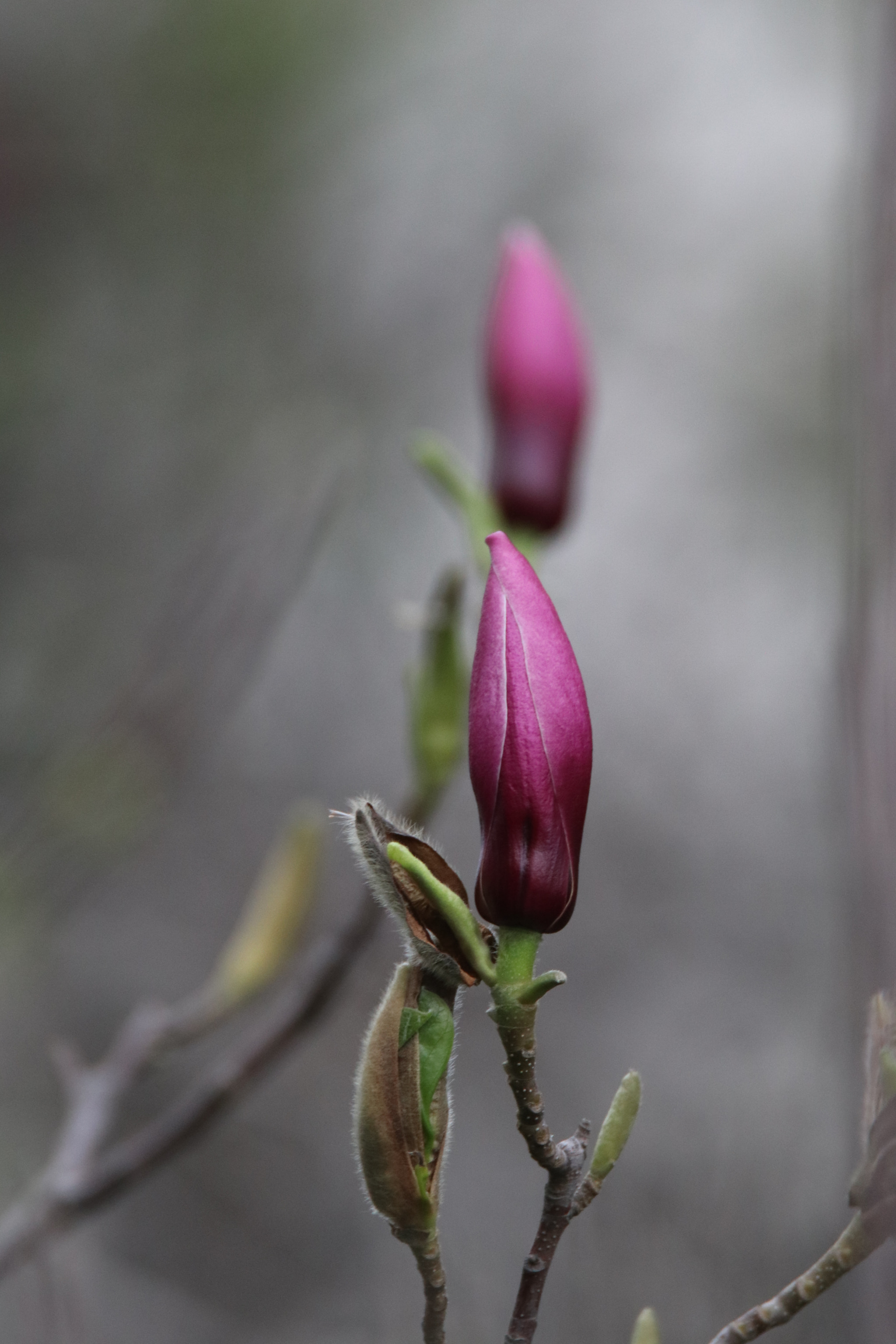 Tamron SP 150-600mm F5-6.3 Di VC USD sample photo. 含苞待放in early puberty photography