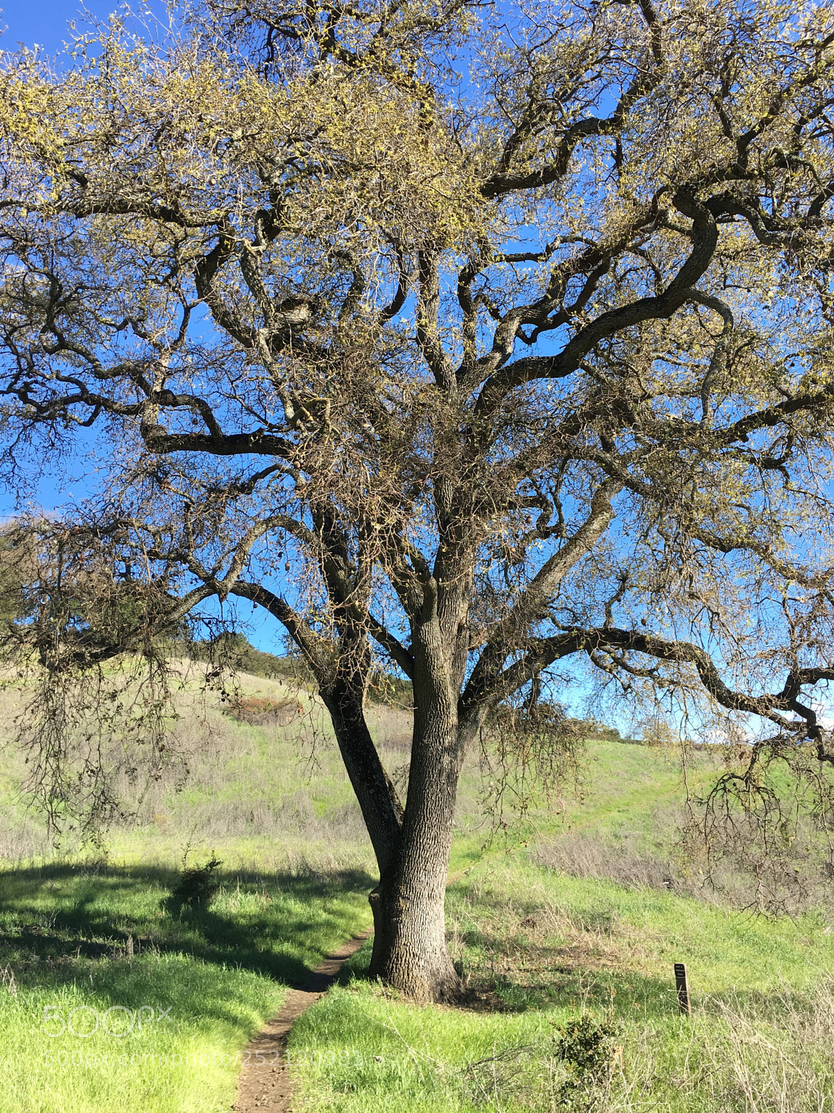 Apple iPhone 6s Plus sample photo. Wedding trail giant photography