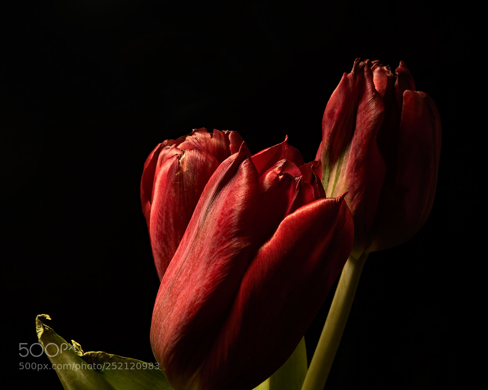 Nikon D810 sample photo. Red tulips 1124 photography