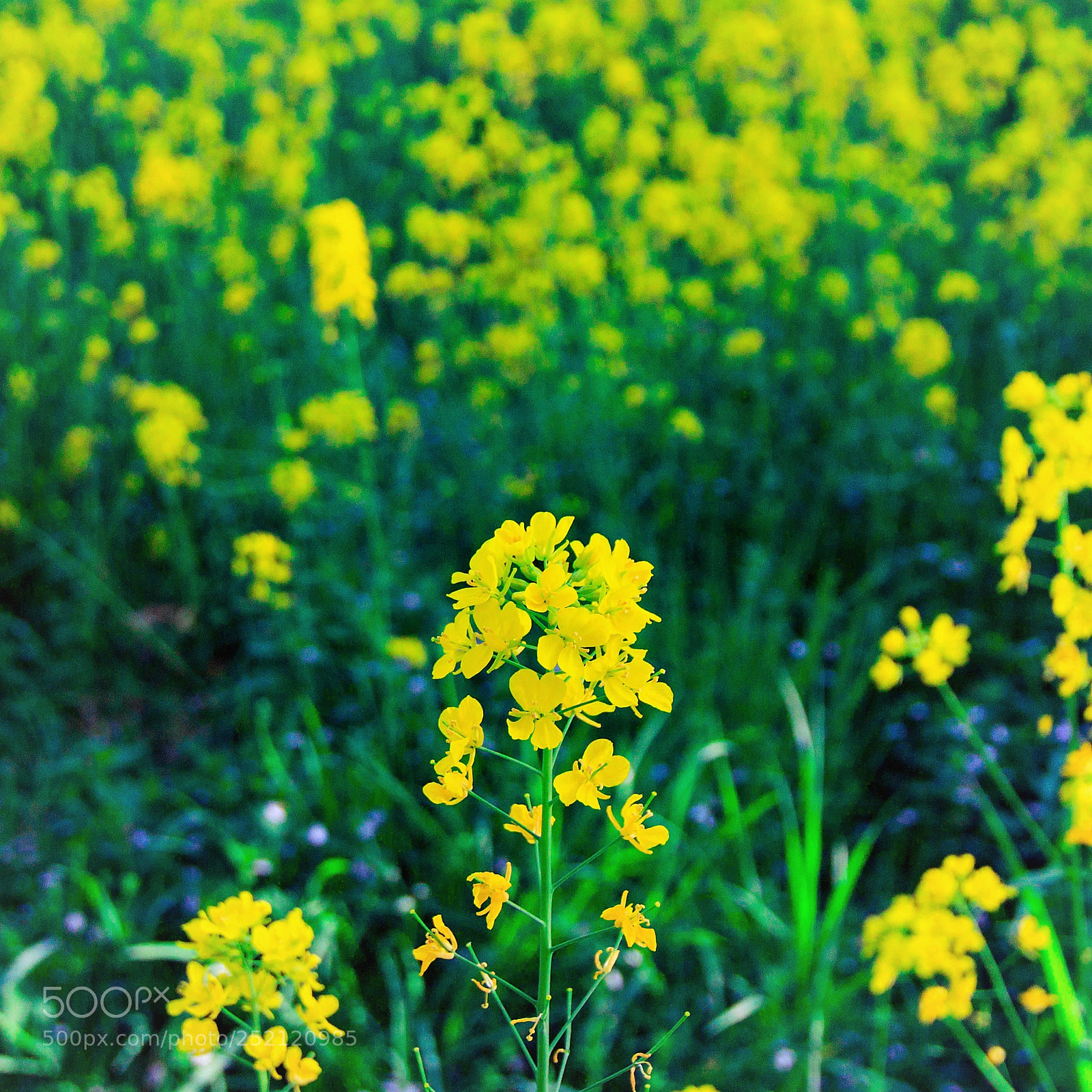 Canon EOS 600D (Rebel EOS T3i / EOS Kiss X5) sample photo. Yellow photography