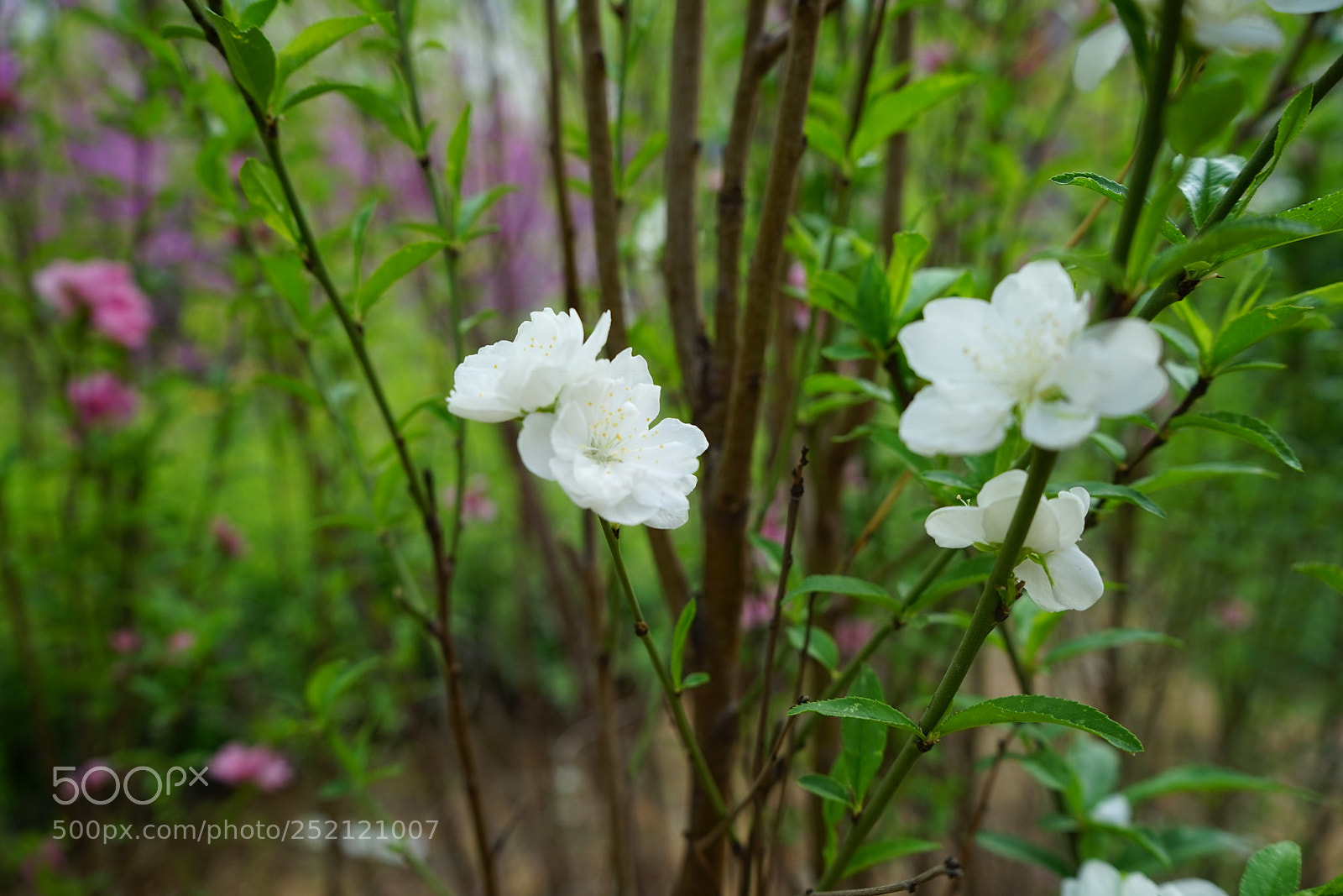 Sony a7 sample photo. Untitled photography