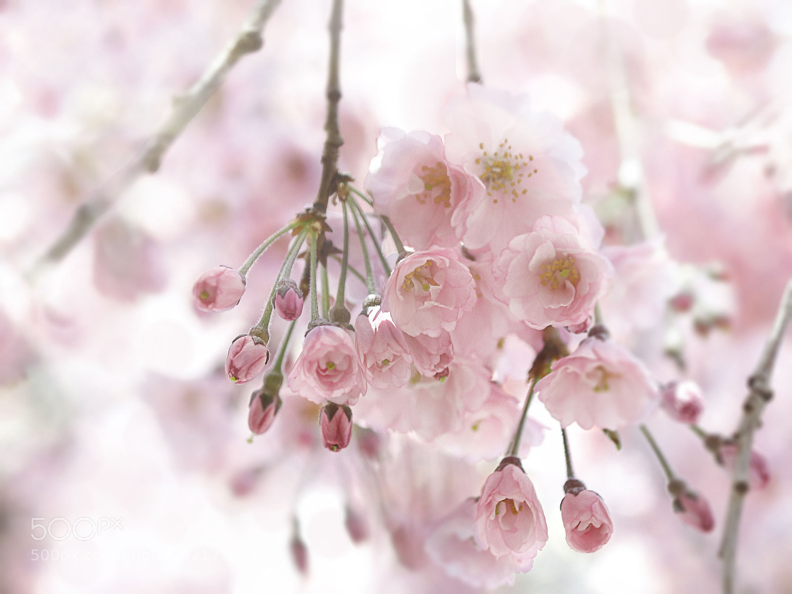 Canon EOS 80D sample photo. Sakura photography