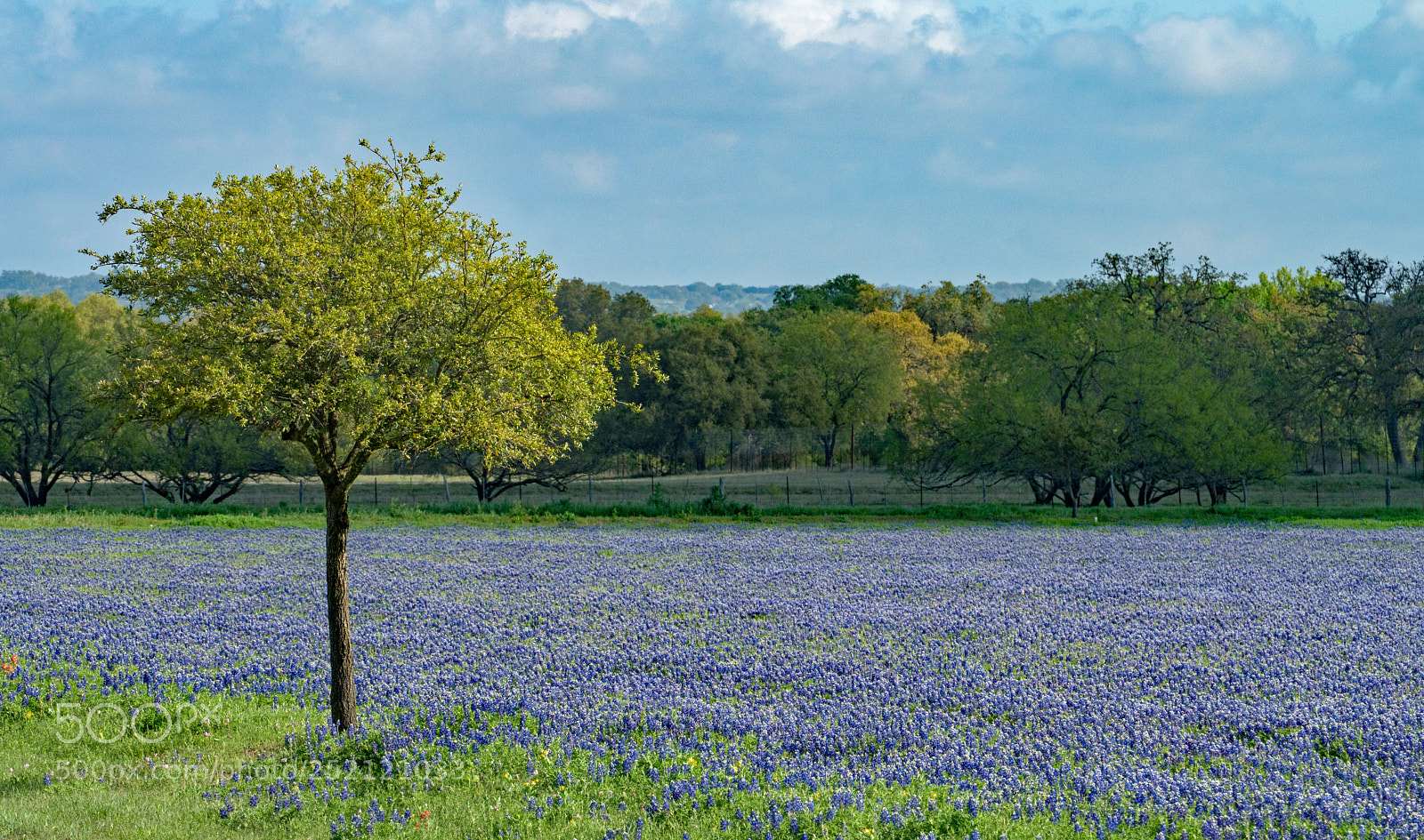 Sony a7R II sample photo. Bluebonnet field, texas hill photography