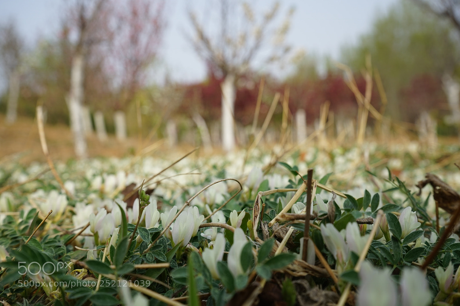 Sony a7 sample photo. Untitled photography