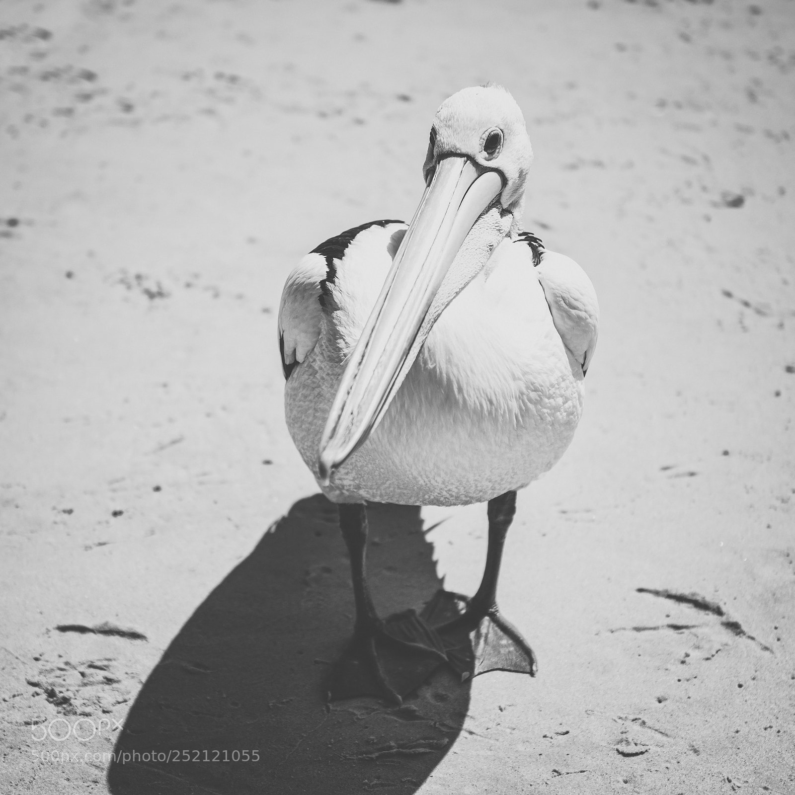 Nikon D800 sample photo. Pelican outside during the photography