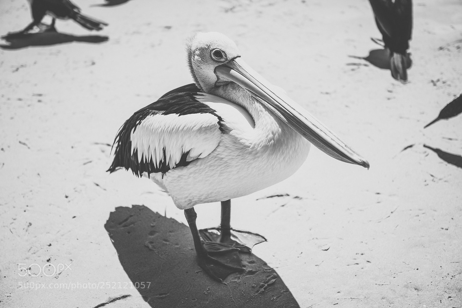 Nikon D800 sample photo. Pelican outside during the photography