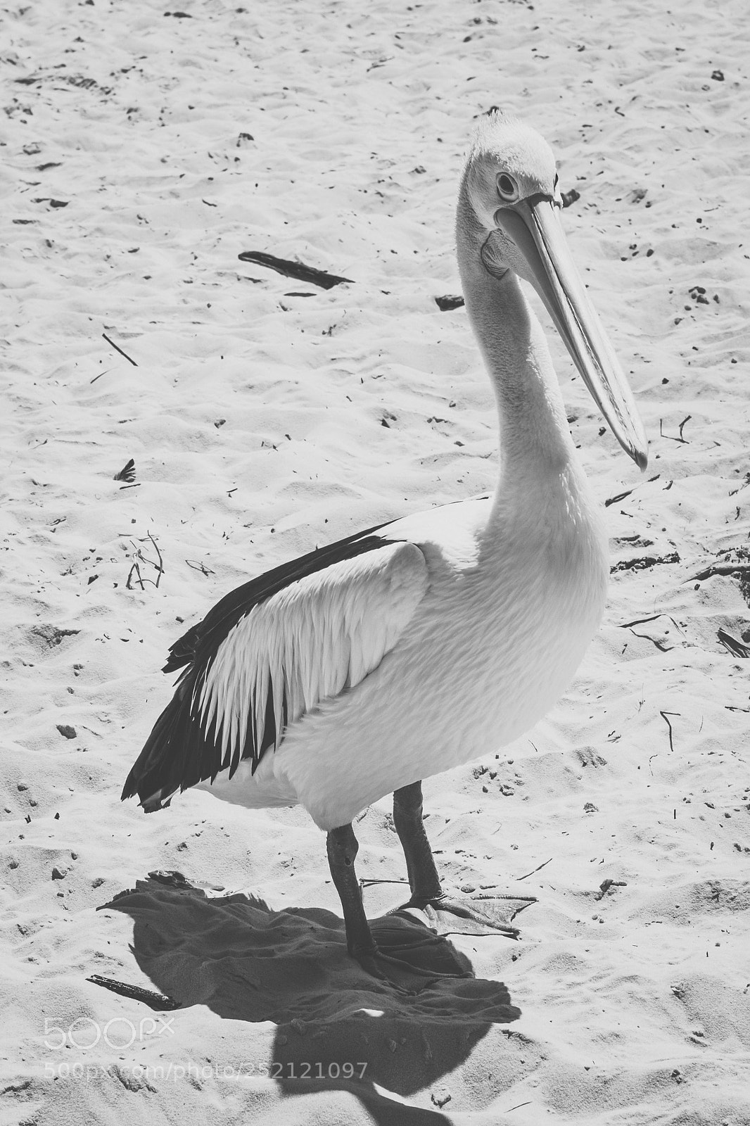 Nikon D800 sample photo. Pelican outside during the photography