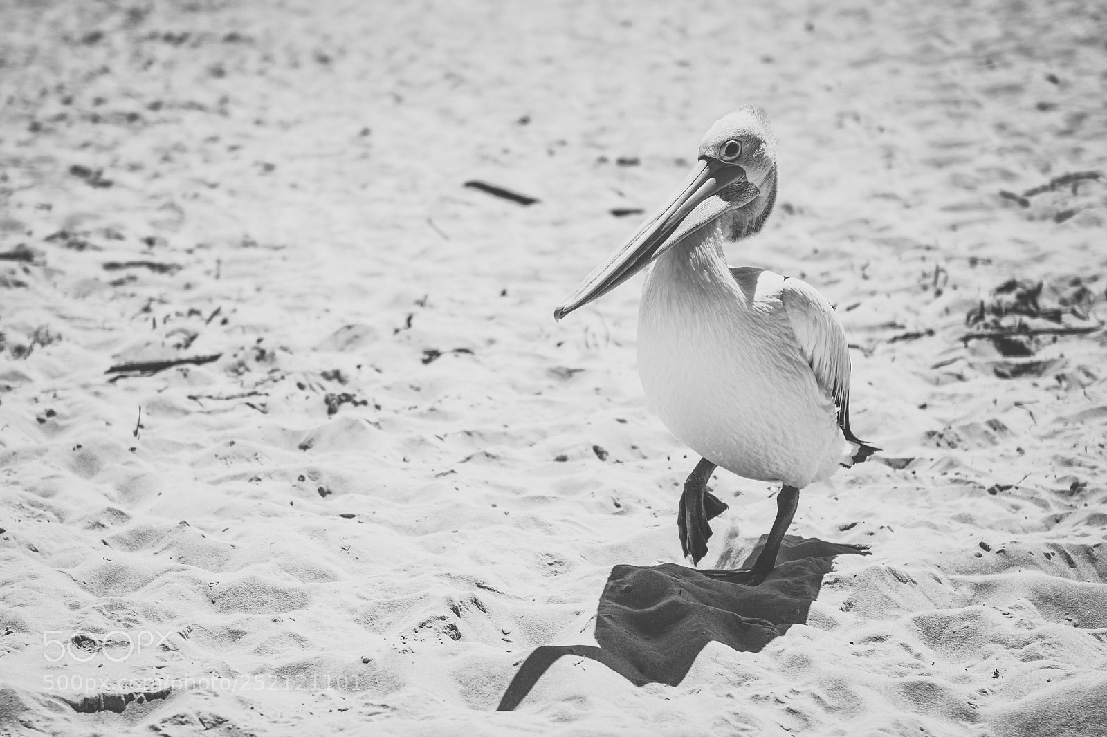 Nikon D800 sample photo. Pelican outside during the photography