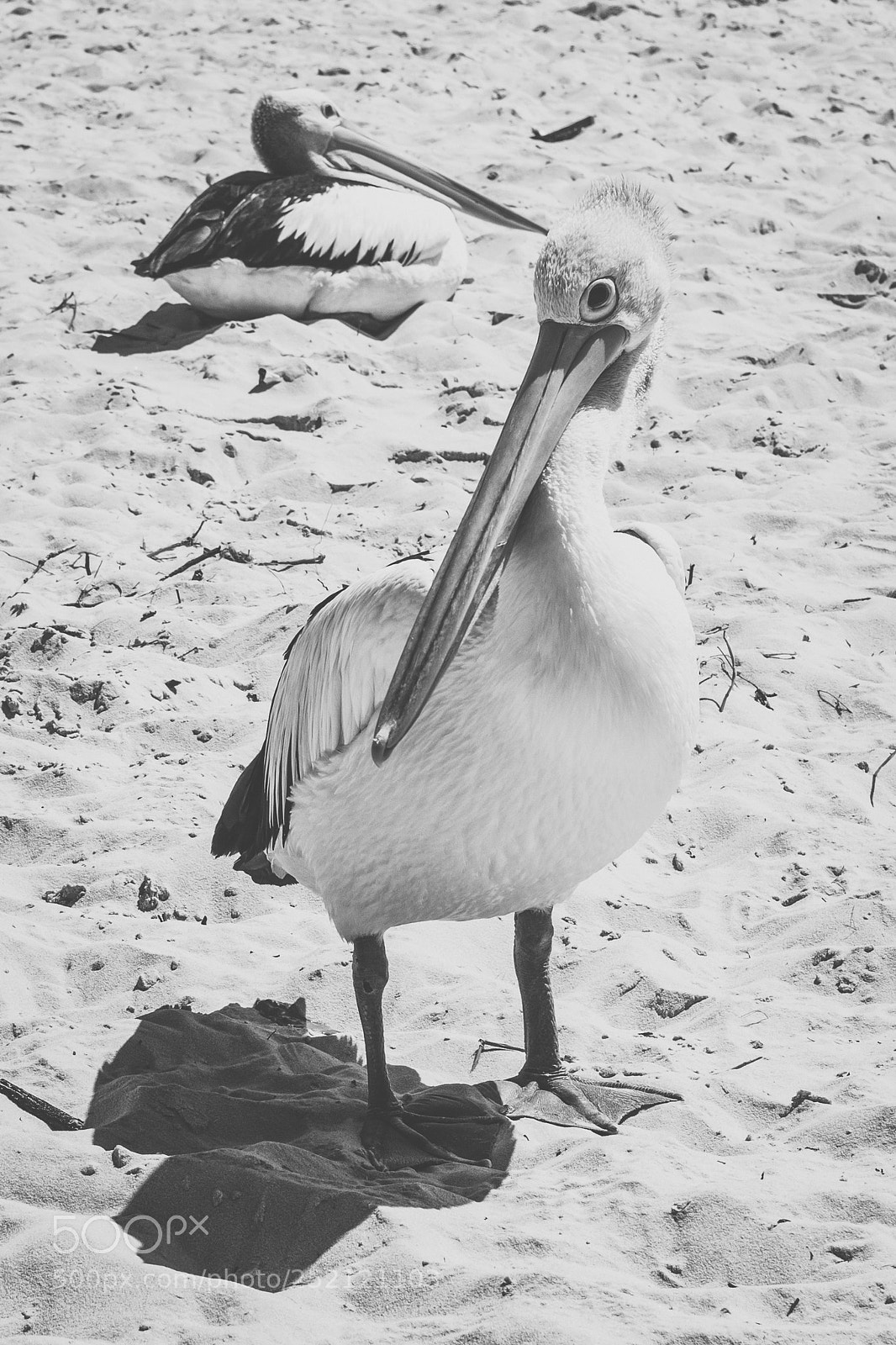 Nikon D800 sample photo. Pelican outside during the photography