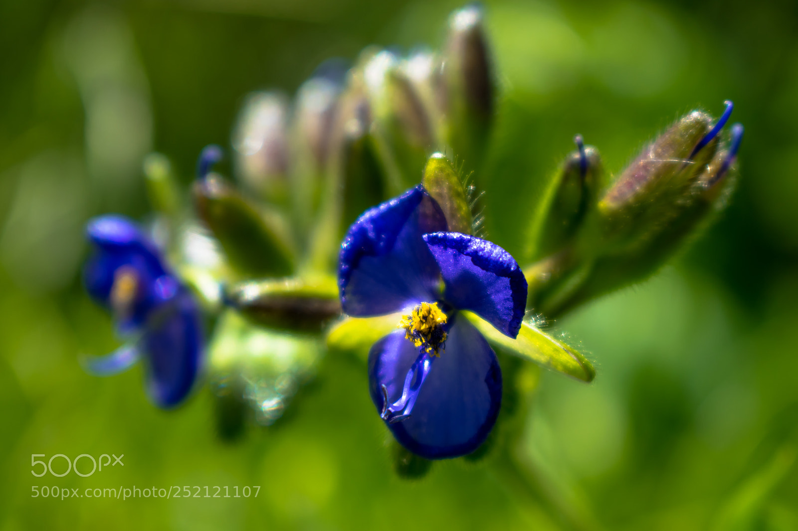 Nikon D5300 sample photo. Wild flower photography