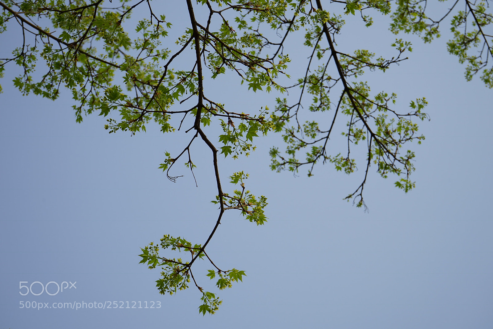 Sony a7 sample photo. Untitled photography