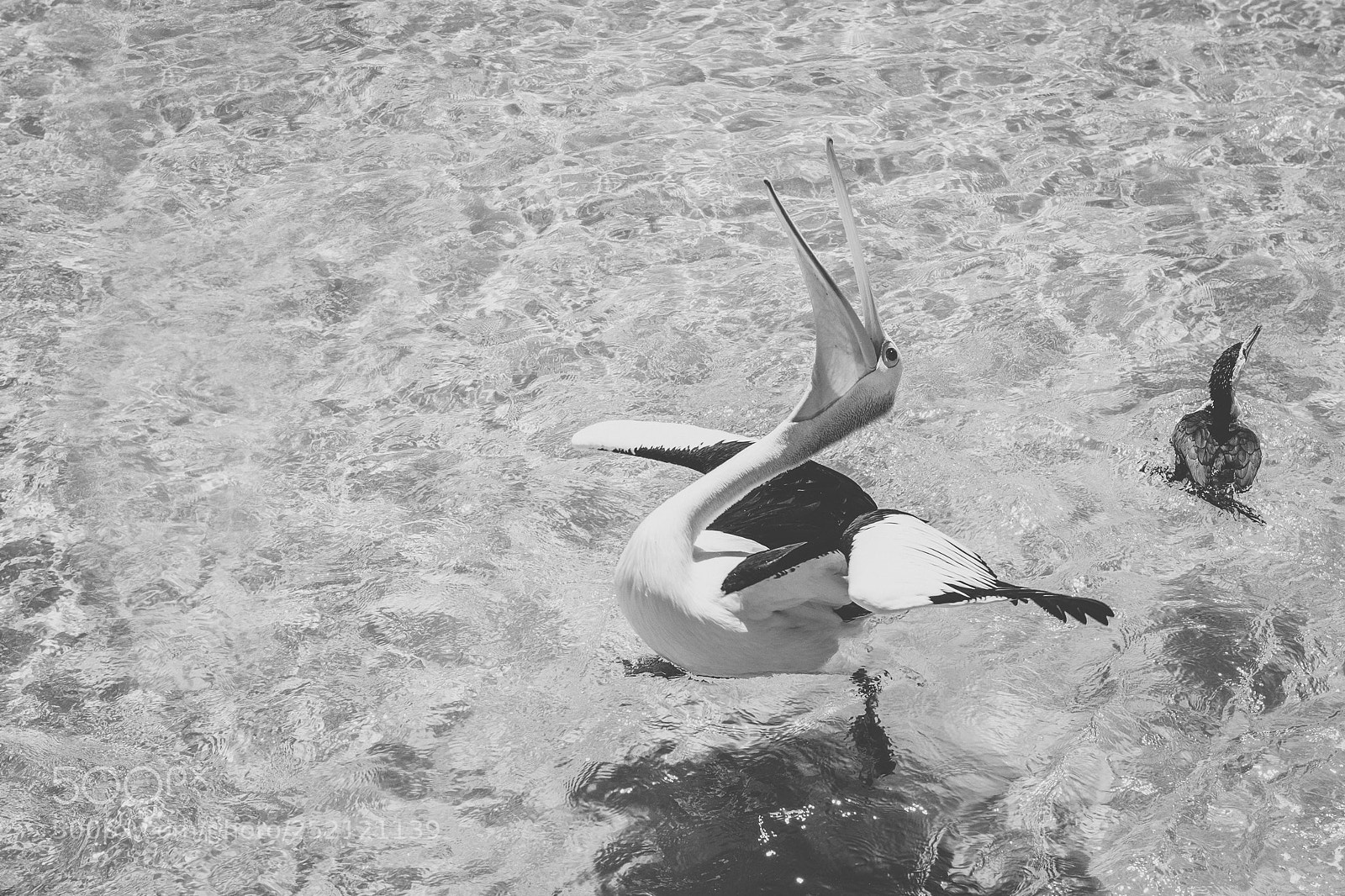 Nikon D800 sample photo. Pelican outside during the photography