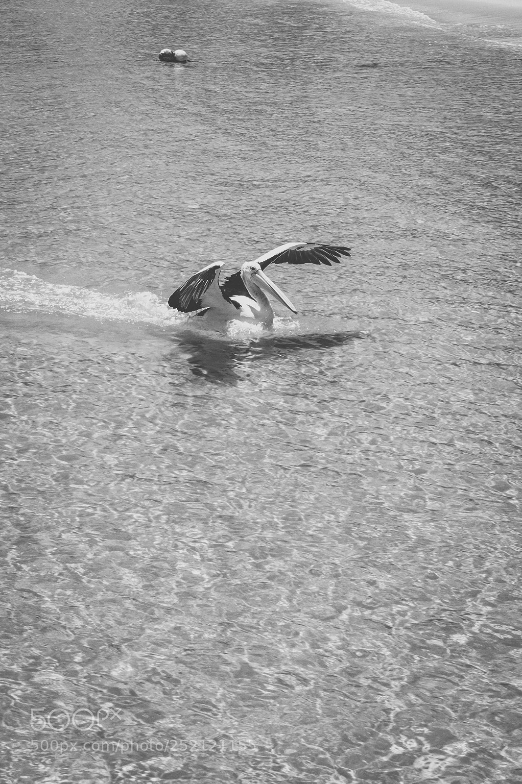 Nikon D800 sample photo. Pelican outside during the photography