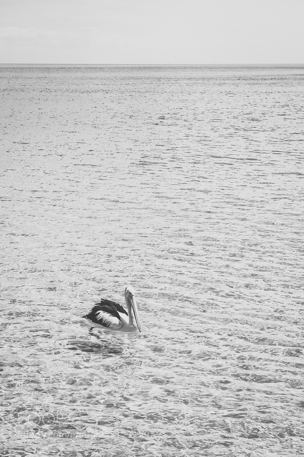 Nikon D800 sample photo. Pelican outside during the photography
