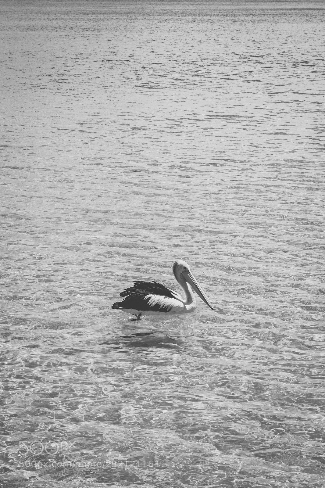 Nikon D800 sample photo. Pelican outside during the photography