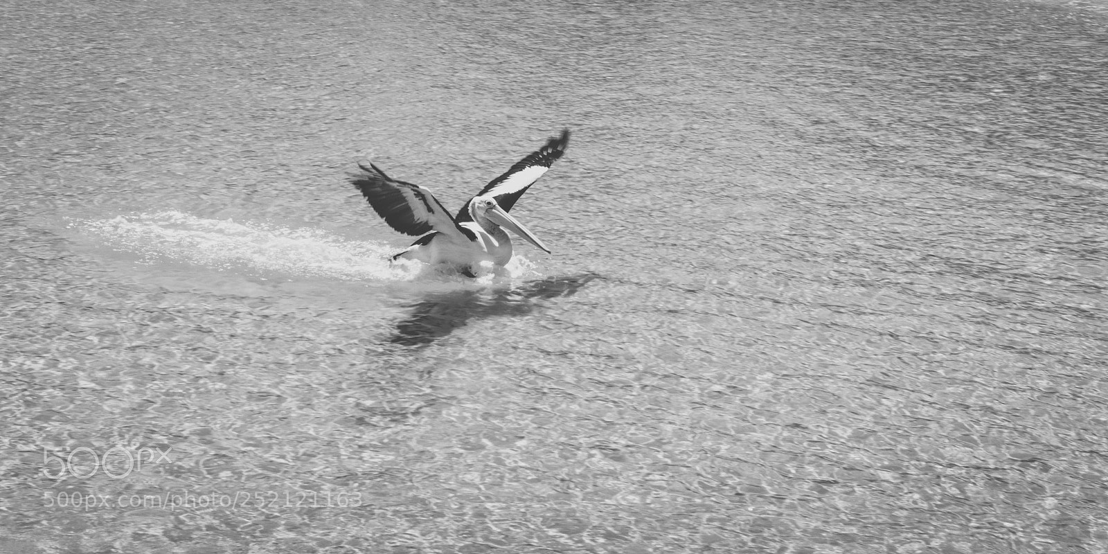 Nikon D800 sample photo. Pelican outside during the photography
