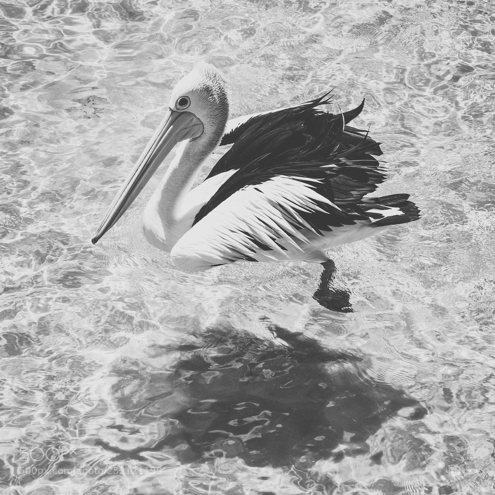 Nikon D800 sample photo. Pelican outside during the photography