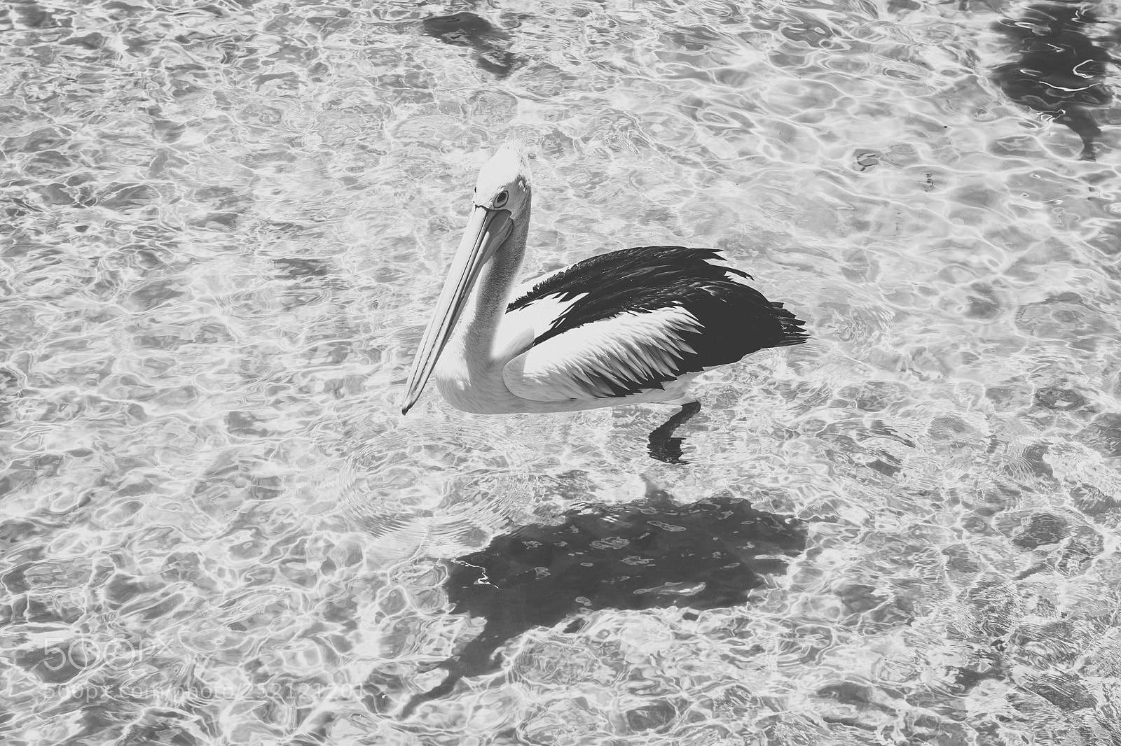 Nikon D800 sample photo. Pelican outside during the photography