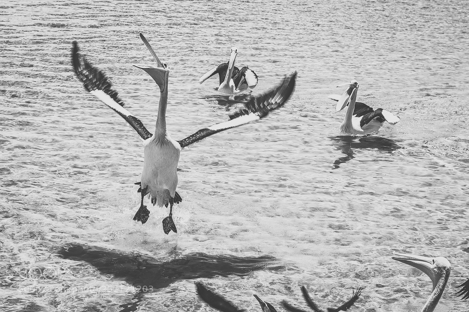 Nikon D800 sample photo. Pelican outside during the photography