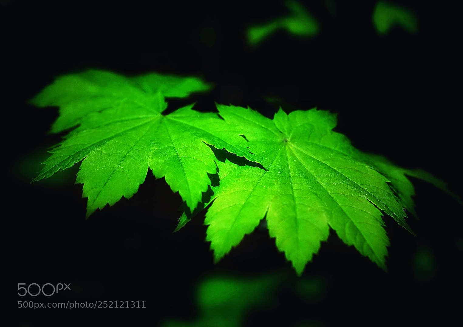 Sony a7 II sample photo. The leaf photography