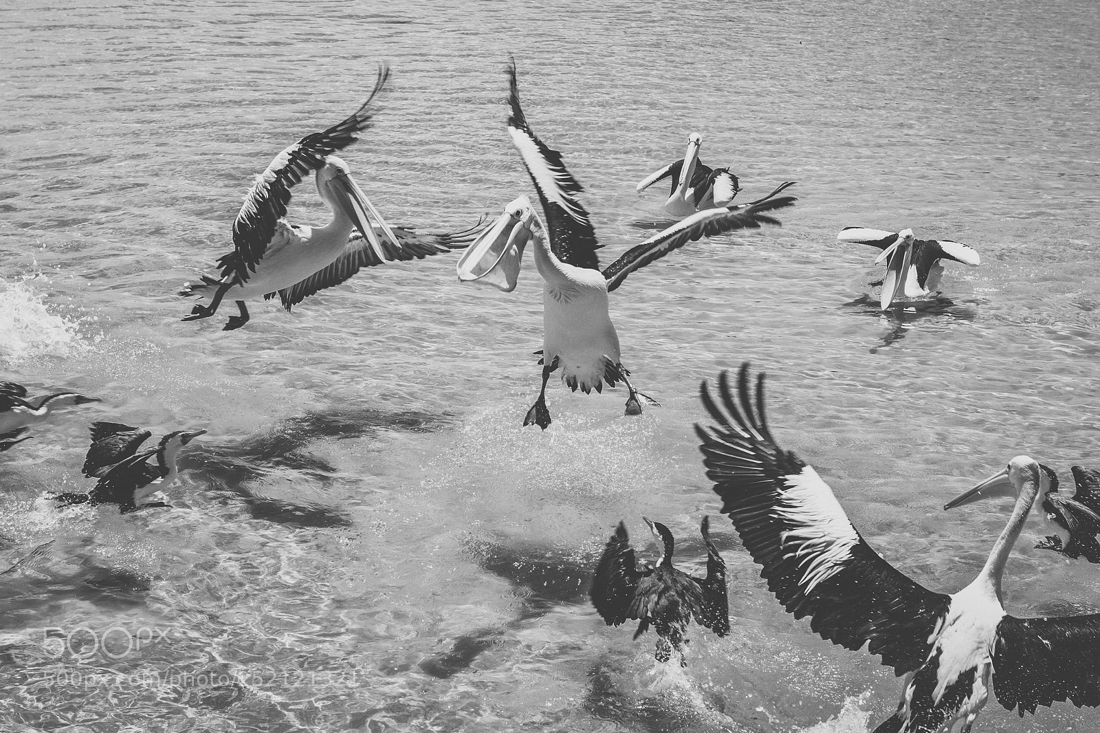 Nikon D800 sample photo. Pelican outside during the photography