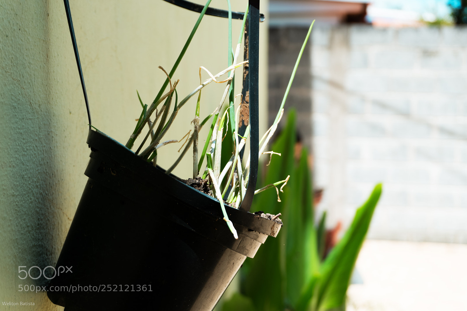 Sony a6300 sample photo. Cebolinha verde photography