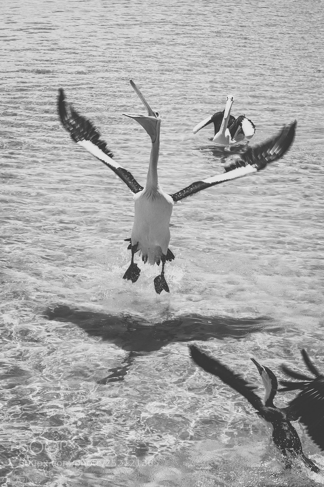 Nikon D800 sample photo. Pelican outside during the photography