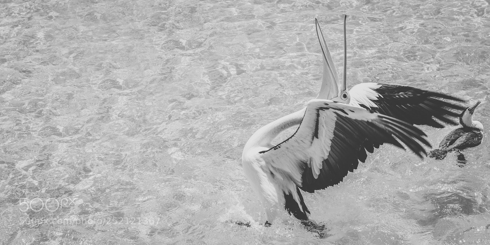 Nikon D800 sample photo. Pelican outside during the photography