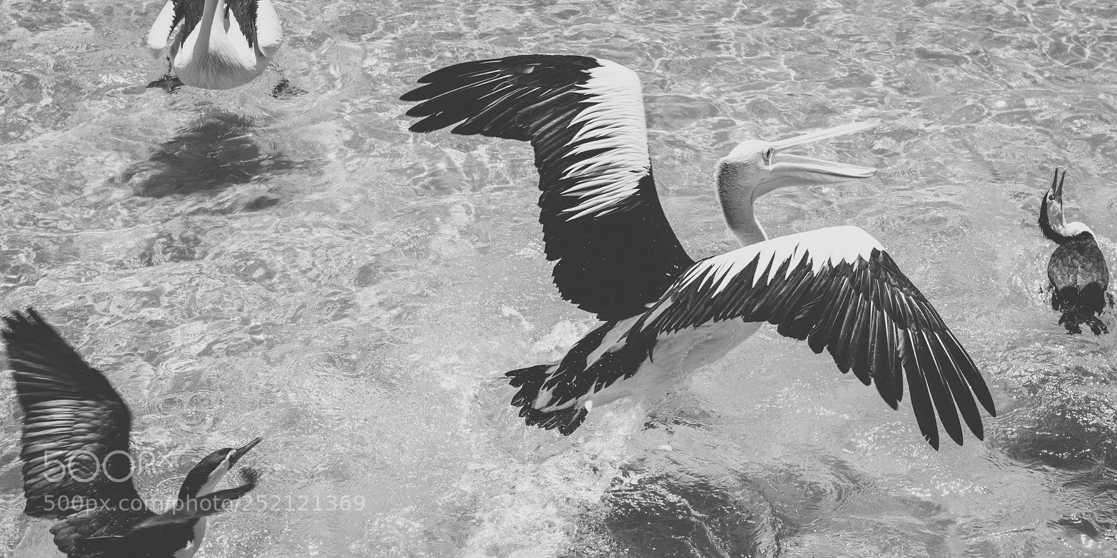 Nikon D800 sample photo. Pelican outside during the photography