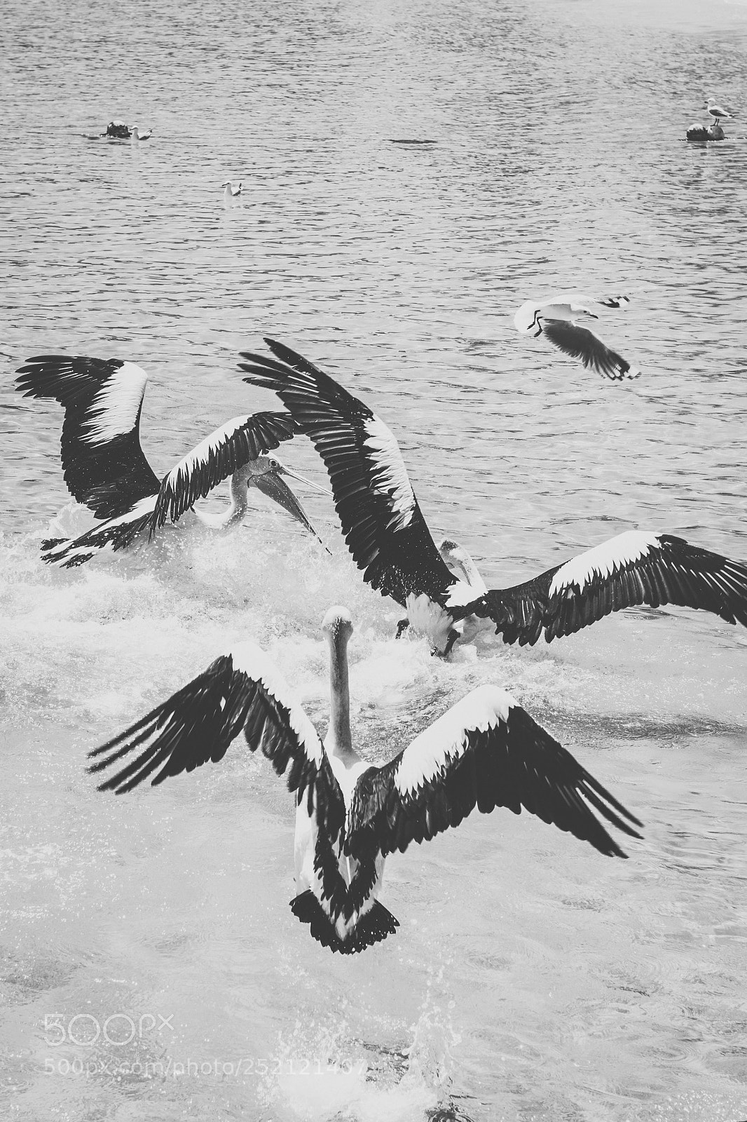 Nikon D800 sample photo. Pelican outside during the photography
