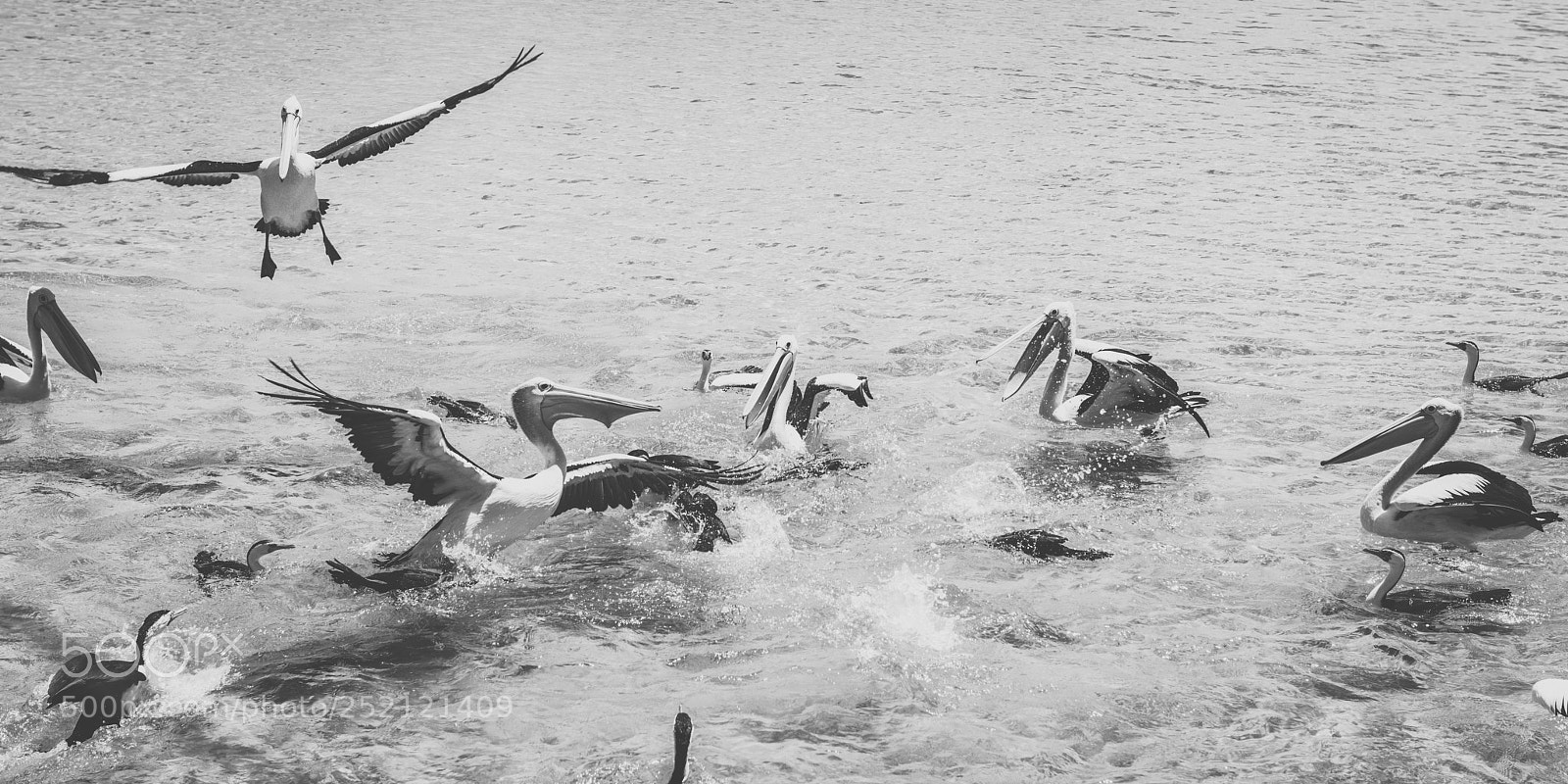 Nikon D800 sample photo. Pelican outside during the photography