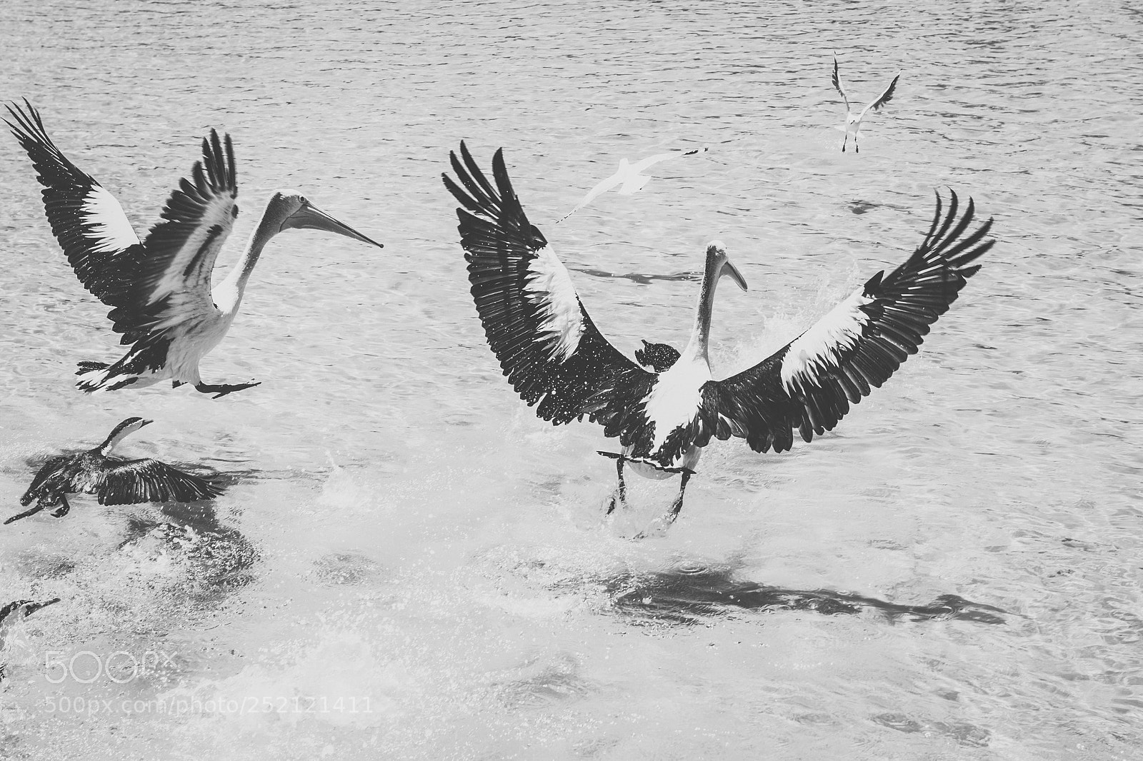Nikon D800 sample photo. Pelican outside during the photography