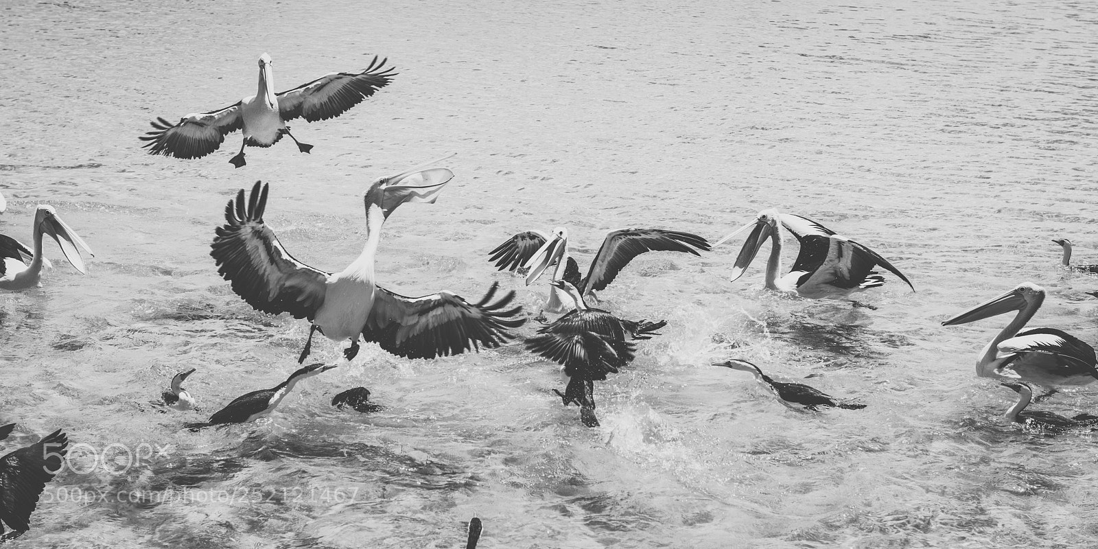 Nikon D800 sample photo. Pelican outside during the photography