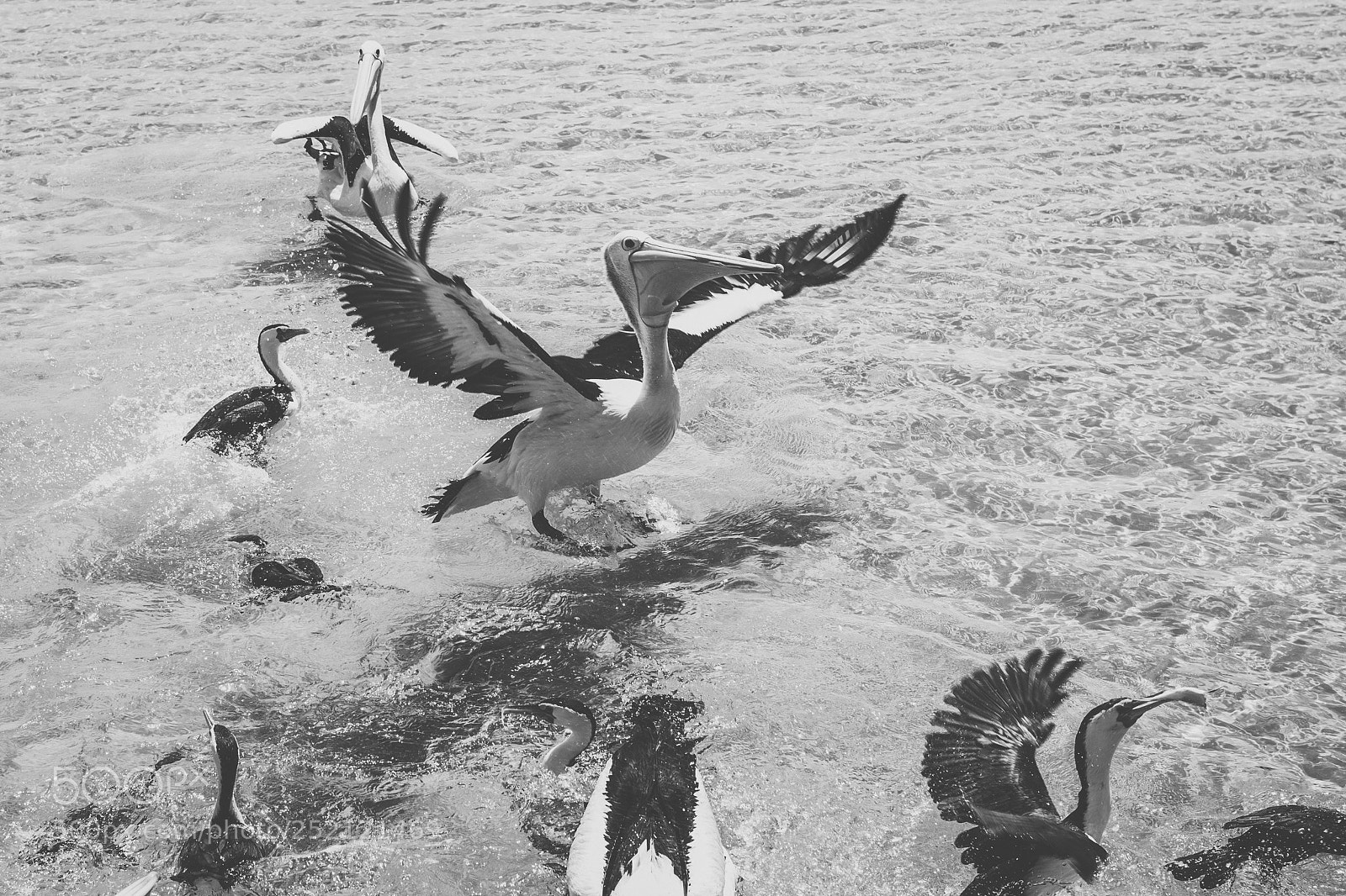 Nikon D800 sample photo. Pelican outside during the photography