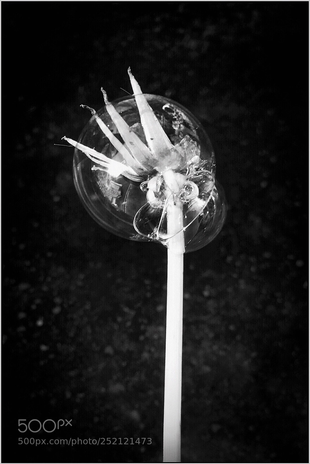 Apple iPhone 6s sample photo. Untitled photography
