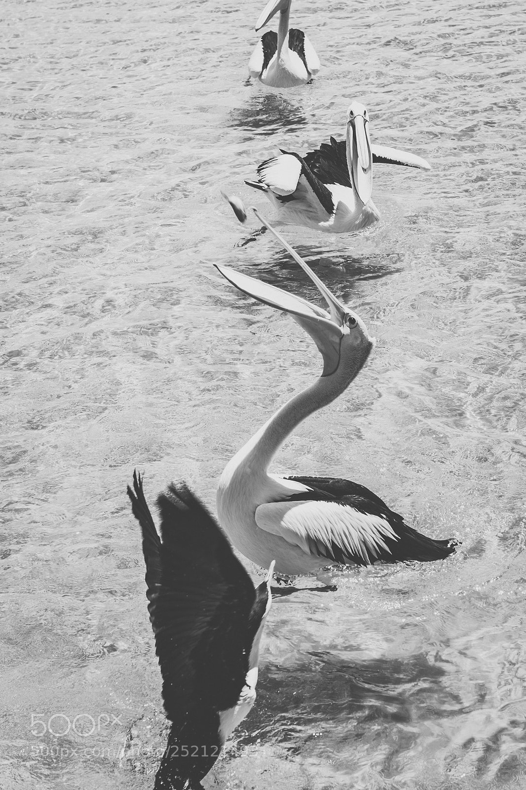 Nikon D800 sample photo. Pelican outside during the photography
