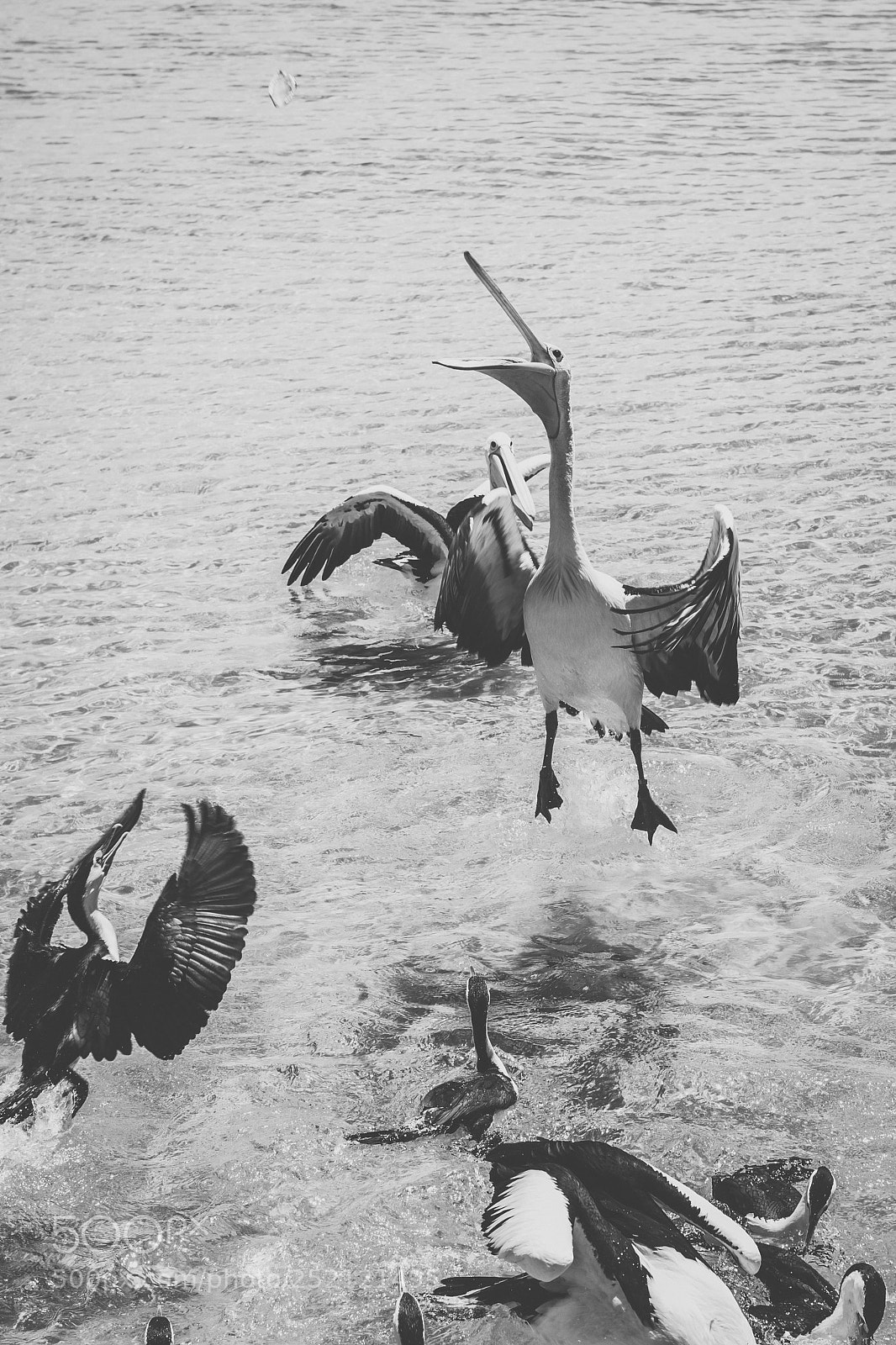 Nikon D800 sample photo. Pelican outside during the photography
