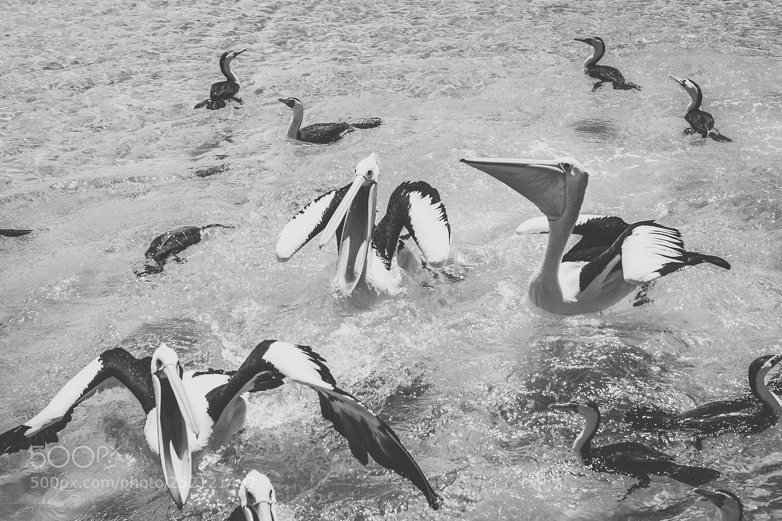 Nikon D800 sample photo. Pelican outside during the photography