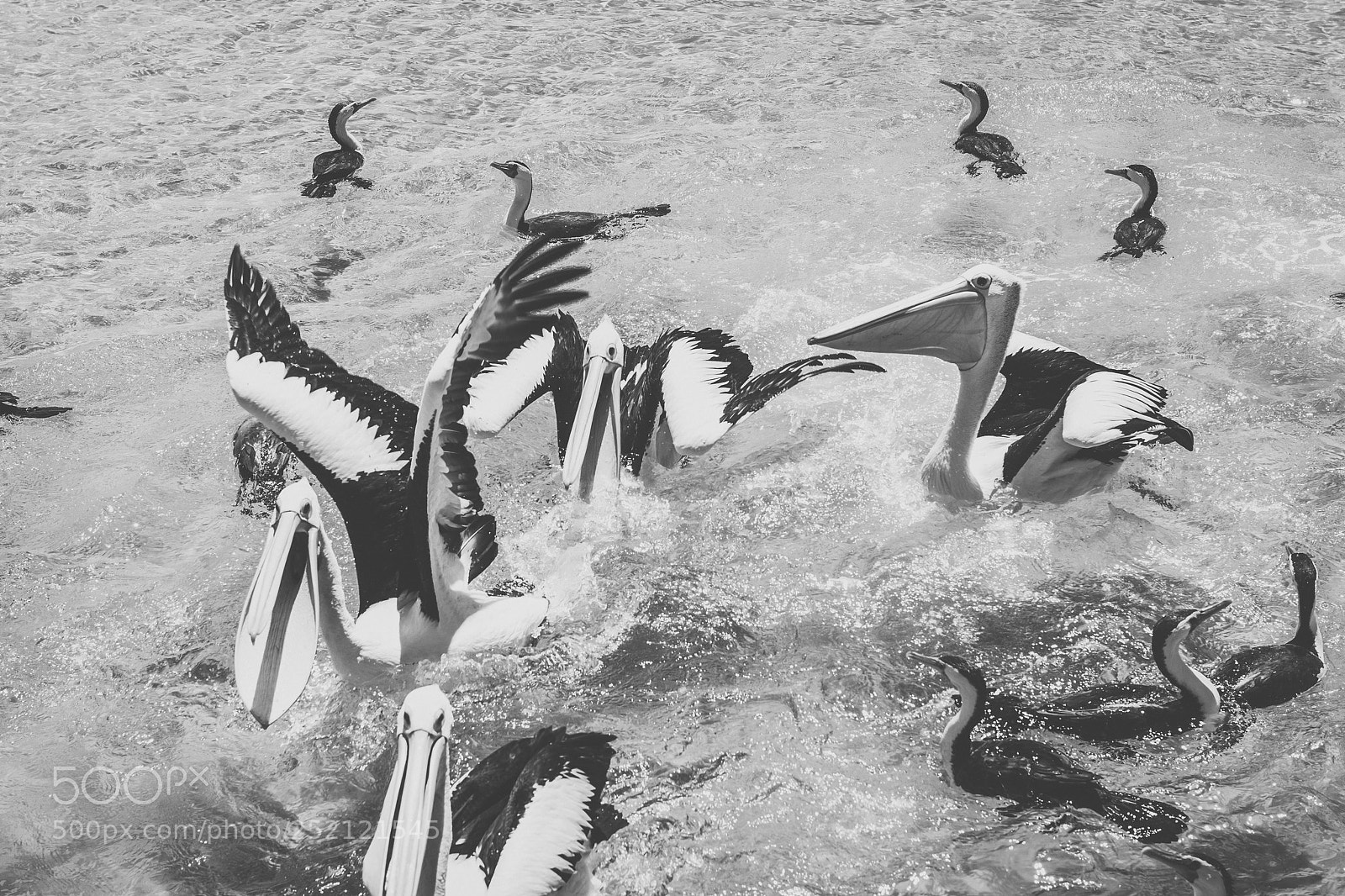 Nikon D800 sample photo. Pelican outside during the photography