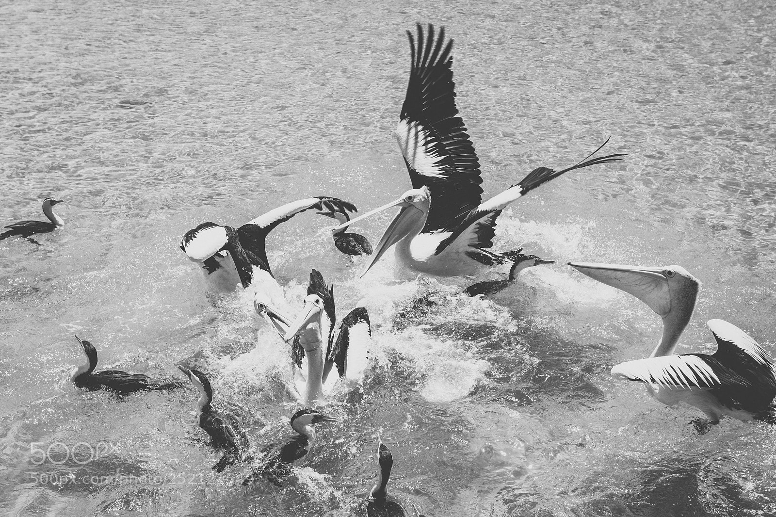 Nikon D800 sample photo. Pelican outside during the photography