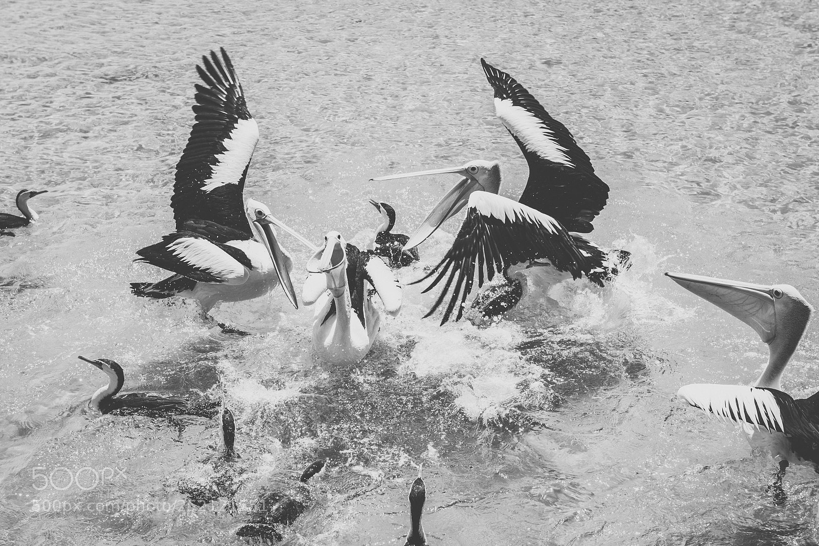 Nikon D800 sample photo. Pelican outside during the photography