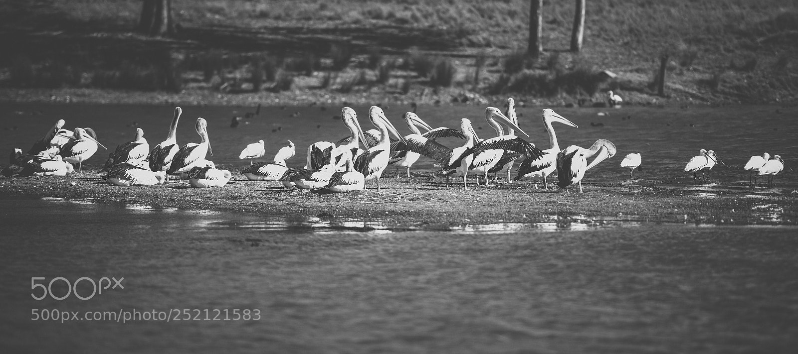 Nikon D800 sample photo. Pelican outside during the photography