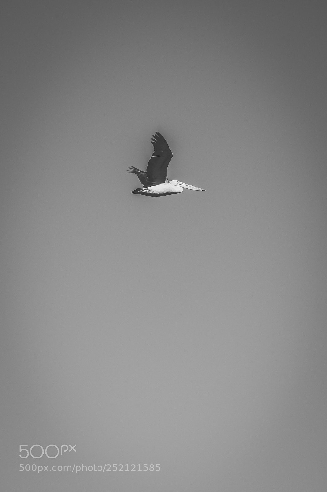 Nikon D800 sample photo. Pelican outside during the photography