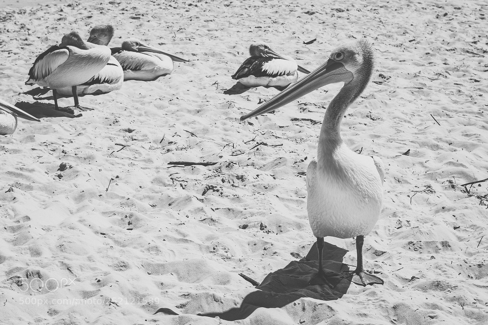 Nikon D800 sample photo. Pelican outside during the photography