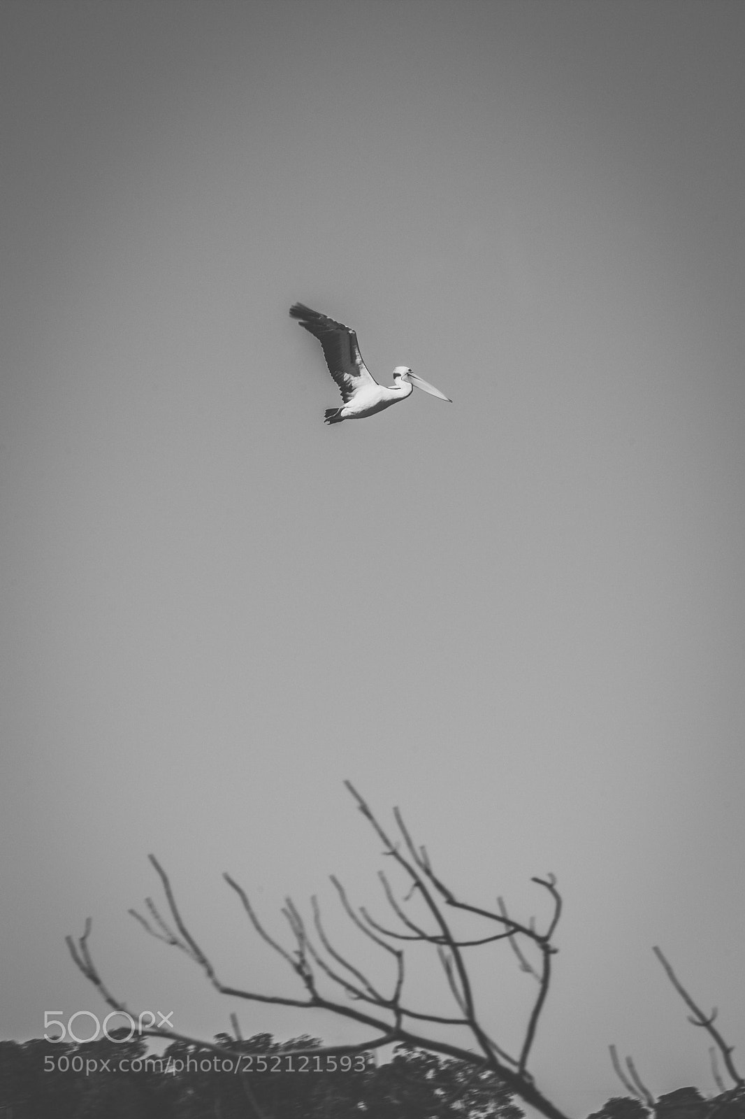 Nikon D800 sample photo. Pelican outside during the photography